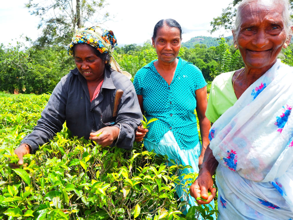 Sri Lanka – odwiedzam plantację i małą fabrykę herbaty Geragama